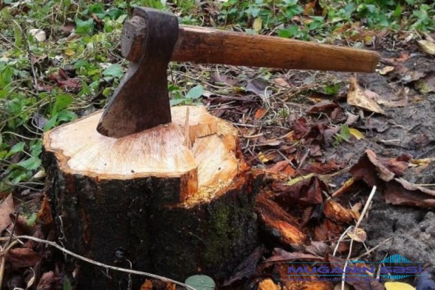 Sabirabadda ağacların qanunsuz kəsilməsi ilə bağlı cinayət işi başlanılıb