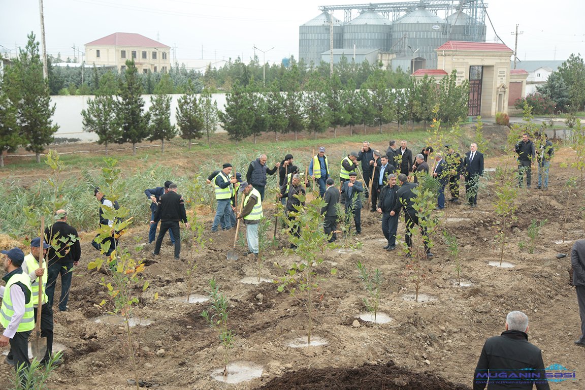 Sabirabad rayonunda “Yaşıl bir dünya üçün həmrəy olaq!” şüarı altında ağacəkmə aksiyasına başlanılmışdır