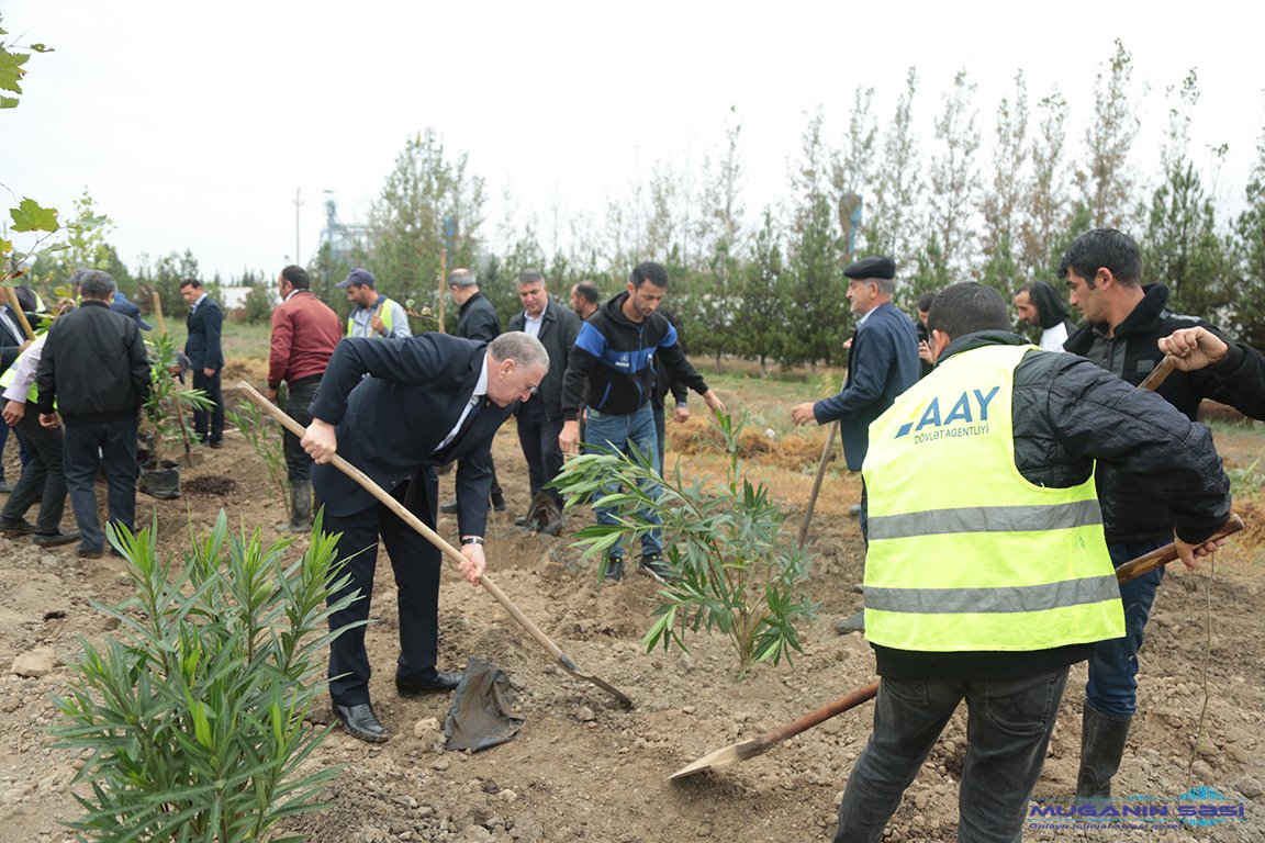 Sabirabad rayonunda “Yaşıl bir dünya üçün həmrəy olaq!” şüarı altında ağacəkmə aksiyasına başlanılmışdır